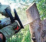 Best Tree Health Inspection  in Honey Grove, TX