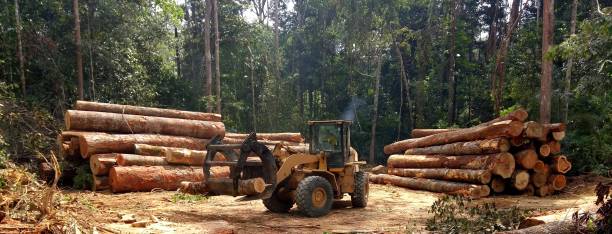 Best Tree Preservation Services  in Honey Grove, TX