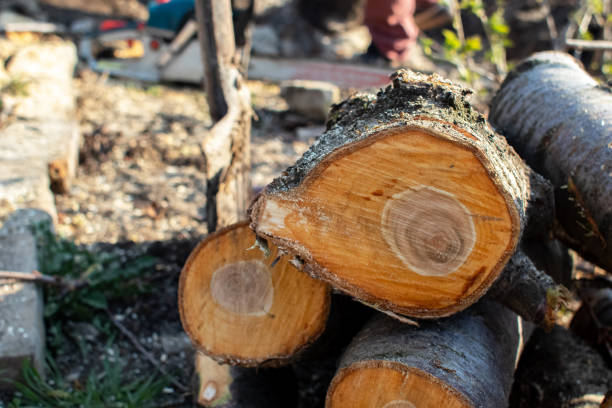Best Commercial Tree Services  in Honey Grove, TX