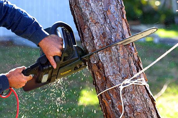 Reliable Honey Grove, TX Tree Care Solutions