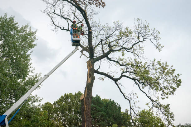 Best Stump Grinding and Removal  in Honey Grove, TX