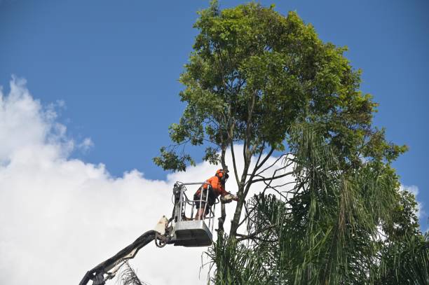 Best Arborist Consultation Services  in Honey Grove, TX